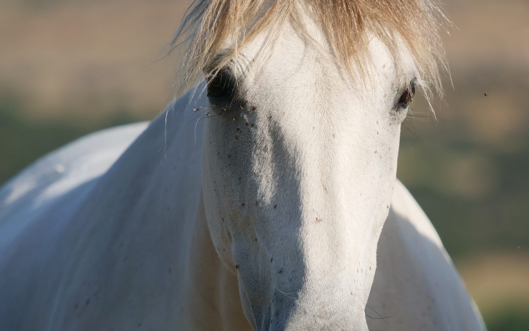 Etología equina: comprender para entrenar mejor