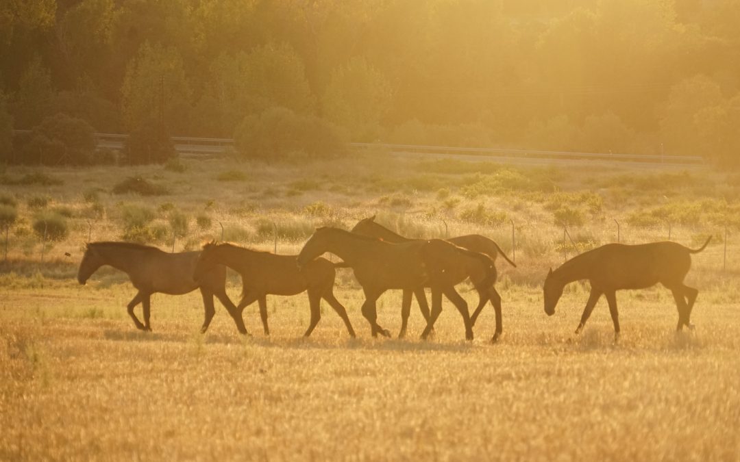 La parsimonia del pensamiento equino