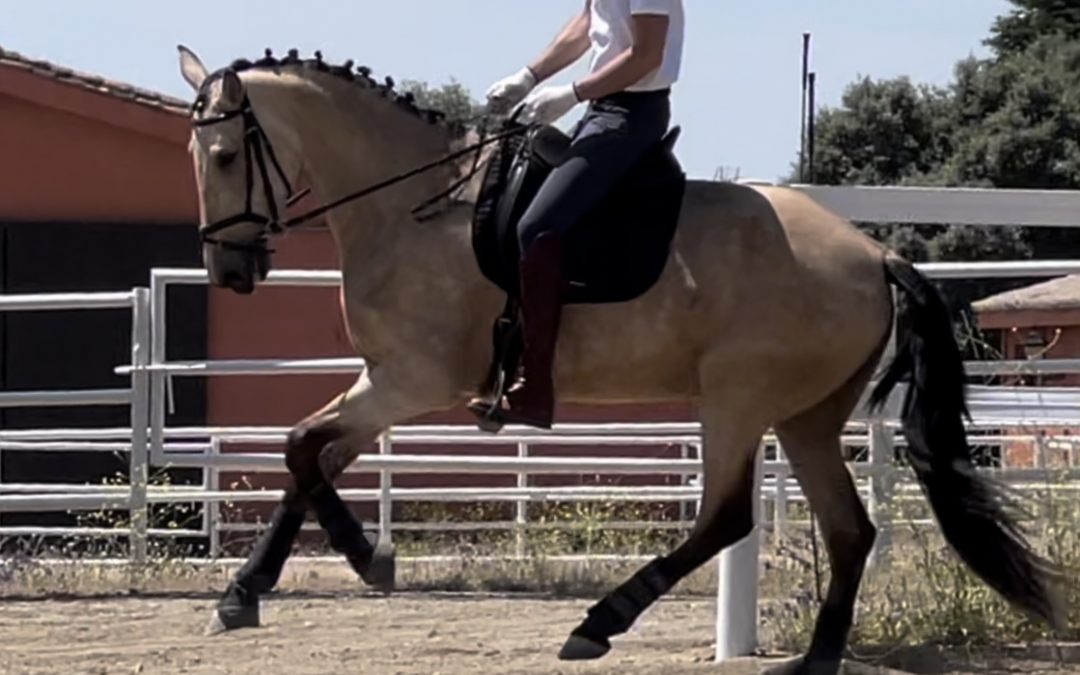 ¿Que ejercicios de doma clásica practicas con tu caballo PRE?
