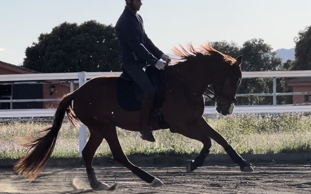 Cómo comprar un caballo y acertar desde el primer día