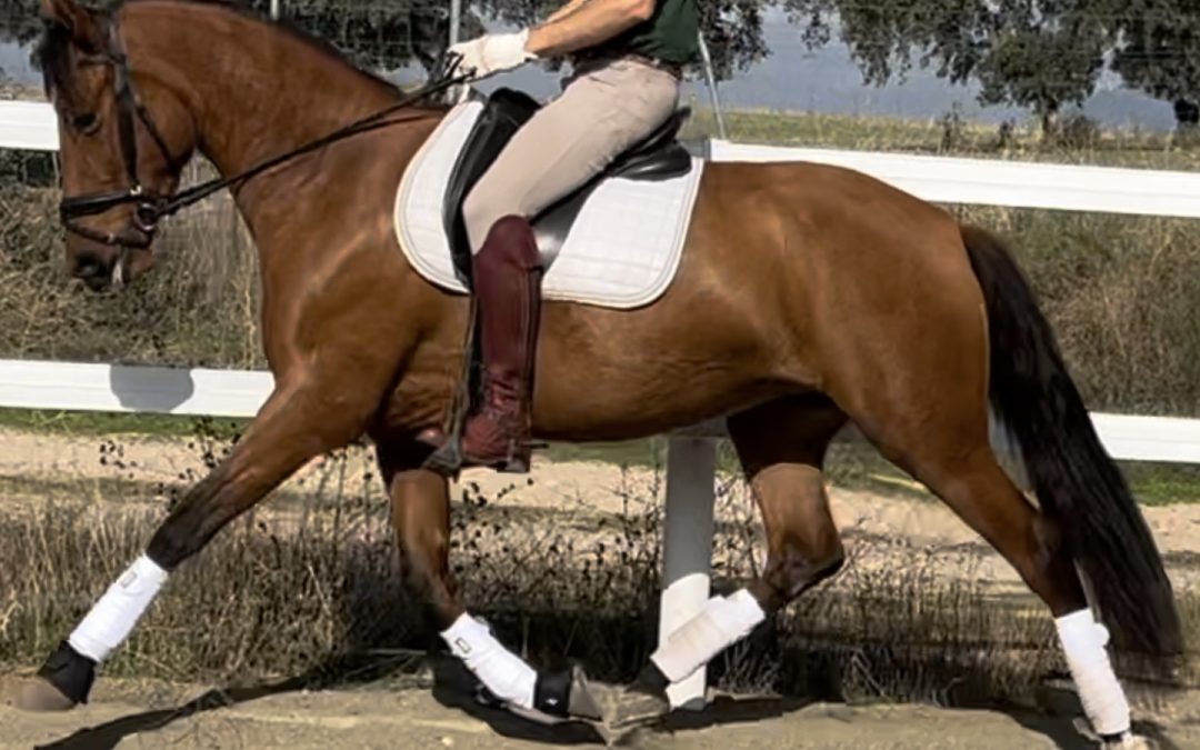 La puesta en mano en el caballo Español