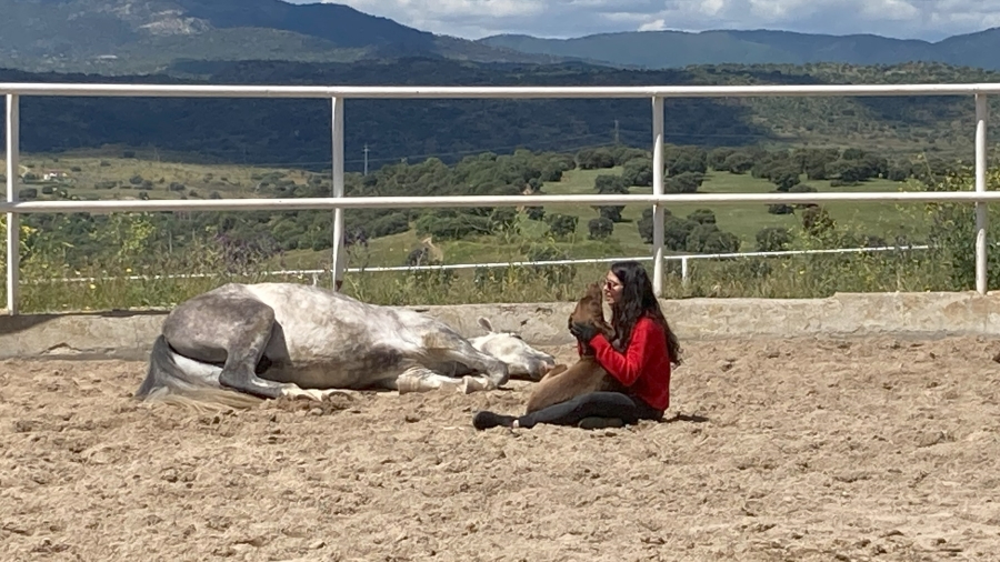 Doma natural con los caballos y potros de la yeguada