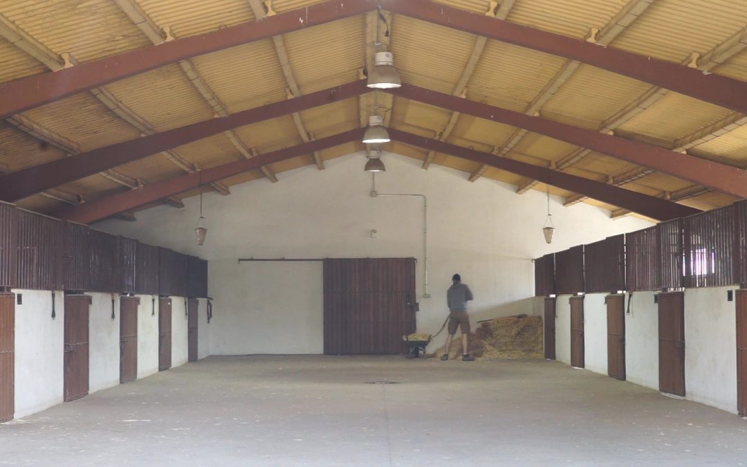 ¿Cuánto cuesta mantener un caballo?