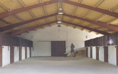 ¿Cuánto cuesta mantener un caballo?